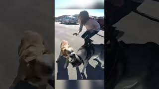 Loose Dog Aggressively Lunges at Husky [upl. by Sarah829]