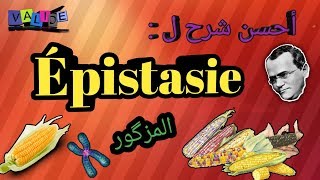 épistasie Génétique en arabe SVI s4 excellente explication [upl. by Llenhoj]