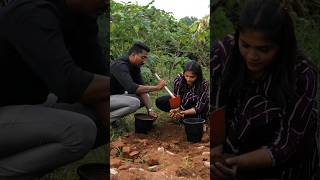 Love plantation ❤️❤️ plants rajinisongs plantation lovestatus lovesong trendingshorts [upl. by Yrrac]