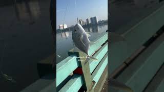 🐟വറ്റാ🐟Sabiki fishingbridge fishing viralshortsshortfeedfishingtrendingullnadanfishingvlogg🌈 [upl. by Camila431]