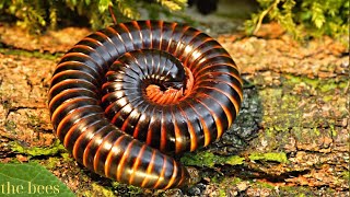 Archispirostreptus gigas Giant African Millipede Closeup [upl. by Anilave]