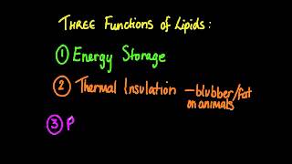 326 State three functions of lipids [upl. by Ilwain557]