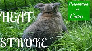 Preventing Curing and Signs of Heat Stroke in Rabbits [upl. by Clerk]