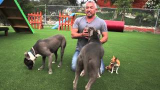 Cesar Millan Explains Do Dogs Get Jealous [upl. by Arriat775]