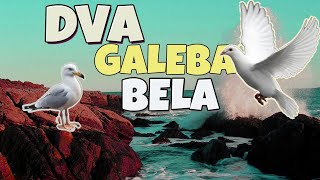 Dva Galeba Bela techno quotcoverquot [upl. by Noreik246]