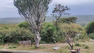 Zebras out for a walk at the Mara Sopa Lodge Masai Mara [upl. by Skipper478]