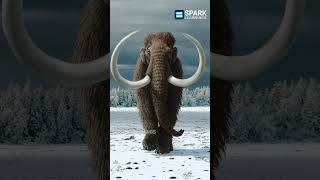 Mammoth  Coming Back  Spark Learnings [upl. by Norre]