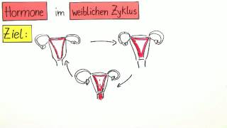 Hormone im weiblichen Zyklus  Biologie  Humanbiologie [upl. by Attoynek]