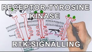 Receptor Tyrosine Kinase  RTK Signalling [upl. by Sosna]