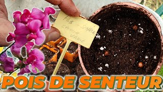 LES SEMIS DE POIS DE SENTEUR pour embellir votre jardin cet été   Que Faire Dans Mon Jardin [upl. by Nortal150]