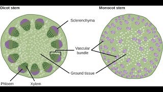 Difference Between Monocot Stem and Dicot Stem  Botany Tamil [upl. by Retsev]