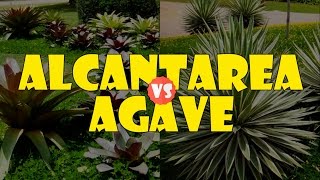 ALCANTAREA vs AGAVE [upl. by Ilrahs]