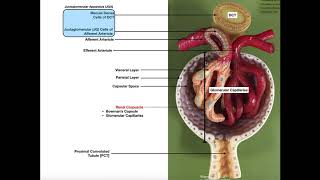 The Renal Corpuscle Glomerulus and Blood Filtration [upl. by Annaj610]