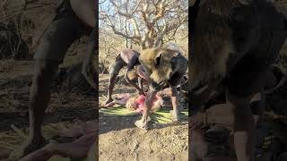 MEN PREPARING BABOON MEAT FOR BREAKFAST 🤤😜shorts [upl. by Minetta]