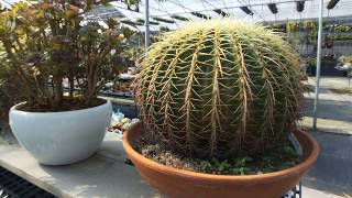 Echinocactus grusonii 仙人掌老欉 金琥 [upl. by Chita28]