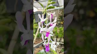 Anggrek Dendrombium rabbit white violet orchids plantslover [upl. by Adnirb339]