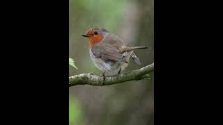 Exploring the Rainford Nature Reserve near Liverpool UK with my Olympus OM1 and 100400mm M Zuiko [upl. by Slosberg]