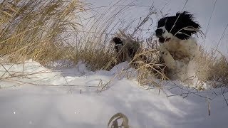 Field Bred English Springer Spaniel [upl. by Flip798]