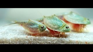 Triops kweken Dag 1 tot en met Dag 9 [upl. by Sama]