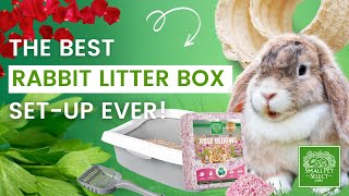 How To Set Up a Rabbit Litter Box For Beginners [upl. by Arev]