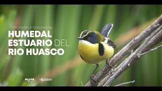 Humedal Estuario del Rio Huasco  Cortometraje Documental  2022 [upl. by Friedrick498]