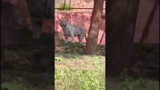 Zoo park vizag [upl. by Yadroc463]