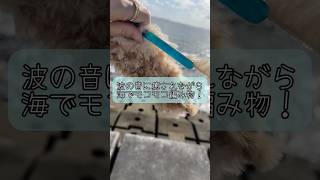 波の音に癒されながら海でモコモコ編み物！手編み ニット crochet ふわふわもこもこ編み物 冬にピッタリ 完成品は後日載せます笑 ハンドメイド 手編み [upl. by Anyela338]