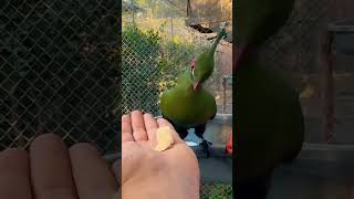 Turaco Schalowi 💚 [upl. by Akinahc]