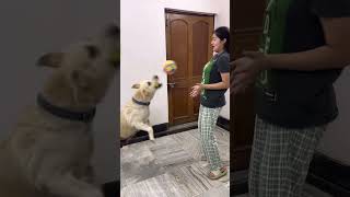 dhinka chika dhinka chika 🔥🔥  viral Dog  😍😍 [upl. by Notyal]