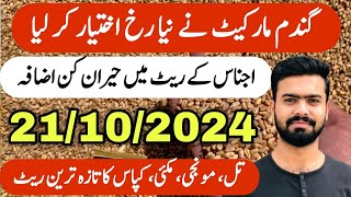 Wheat Rate Today  New Munji Rate Makai Kapas Til Gandam Rate 2024  Zaraat زراعت [upl. by Palecek]