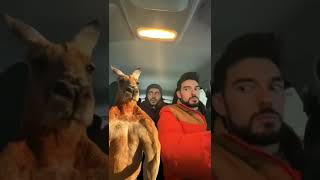 Kangaroo jumps into our car at night and we end up taking a cruise together [upl. by Annay438]