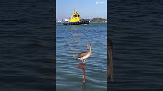 Remolcador SAAM Tacuate Río Pánuco Tampico México ship boat visitamexico travel beach [upl. by Rikahs208]