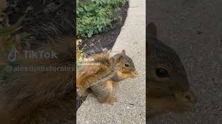 Friendliest Animals Squirrels [upl. by Kathy]