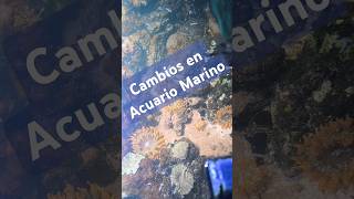 Como Reiniciar Acuario Marino [upl. by Sawyere]