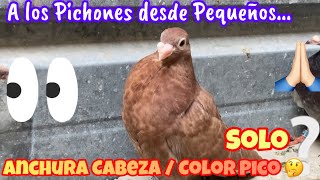 Inconscientemente Solo me fijo en Anchura Cabeza y Color de Pico de los pichones ya desde pequeños🤷🏻 [upl. by Cathey214]