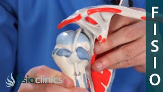 ¿Cómo identificar una tendinitis de hombro o supraespinoso  FisioClinics Palma Mallorca [upl. by Acirederf]