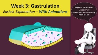 Gastrulation  Human Embryology  3rd Week Animated  MedicoVisual [upl. by Enelra]