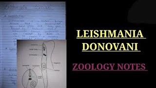 Leishmania donovani notes bsc3rdyearzoologynotes zoology bsczoology vbu bbmku skmu shorts [upl. by Dorrehs936]