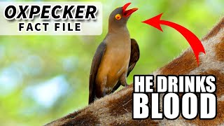 Oxpecker Facts they drink BLOOD  Animal Fact Files [upl. by Bone]