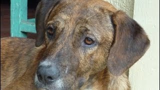 Stray Dog Rescued by Howl Of A Dog  Homeless Dog Happy Ending amp Heartwarming Story [upl. by Nedi]