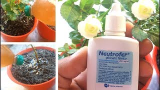 FAÇA SUA PLANTA FICAR LINDA O ANO TODO COM NEUTROFER [upl. by Covell52]