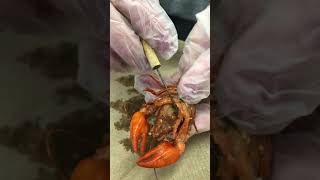 Arthropoda Crayfish Dissection external appendage focus [upl. by Quillon]