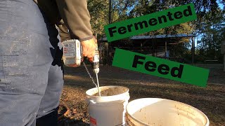 Fermented Feed For Livestock [upl. by Cacia]