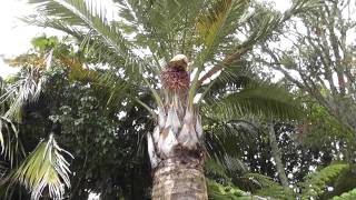 Jubaea Chilensis Flowering for the first time [upl. by Nelluc339]