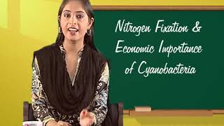 Biology c11 j 36 NITROGEN FIXATION AND ECONOMIC IMPORTANCE OF CYANOBACTERIA 2 [upl. by Nortad]