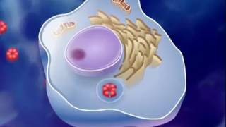 antigen antibody reaction [upl. by Anolahs]