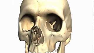 Skull tutorial 2  Bones of the facial skeleton  Anatomy Tutorial PART 1 [upl. by Nnaasil]