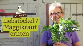 Liebstöckel  Maggikraut ernten und richtig schneiden [upl. by Ahsenor]