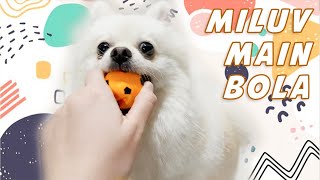 3 MAINAN FAVORIT MILUV THE POMSKY  MY POMERANIANS FAVORITE TOYS [upl. by Elyrrad]