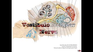 Vestibulo cochlear nerve CN 8 Anatomy free lecture notes Anatomy Shortcut MBBS BDS [upl. by Karlotte]